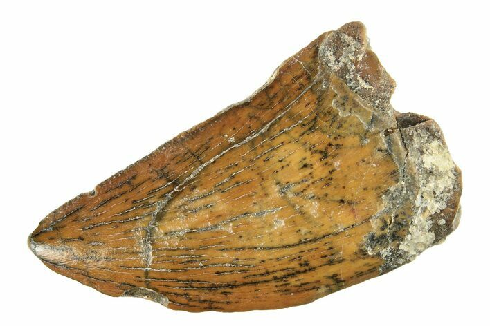 Serrated, Juvenile Carcharodontosaurus Tooth - Morocco #276006